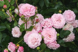 rosenfaszination