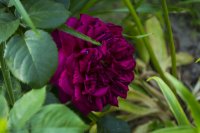 gardener-friends-1