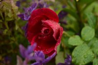 gardeners-friends-3-1024x683