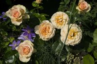henrietta-barnett-3