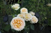 henrietta-barnett-4