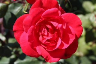red-wonder-1