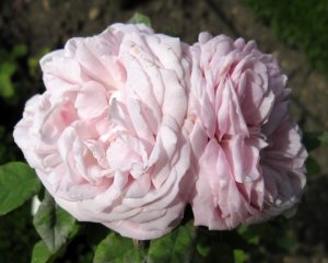 reveil_du_printemps_roseraie-lhay