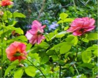 ravensbruckrose2