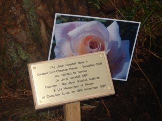 jane-goodall-rose