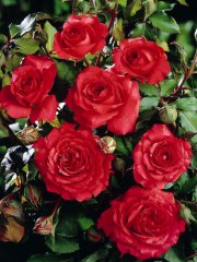 rose-de-tavel