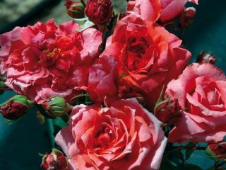 roses_lyonnaises-antoine_de_caunes