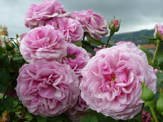 roses_lyonnaises-florence_ducher