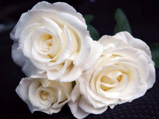 roses_lyonnaises-frederic_dard