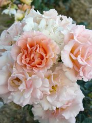 roses_lyonnaises-jean_de_luxembourg_roi_de_boheme