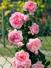 roses_lyonnaises-musilac_grimpant