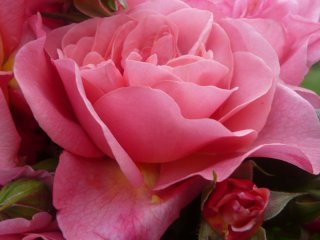 roses_lyonnaises-paul_croix