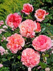 roses_lyonnaises-rioloco