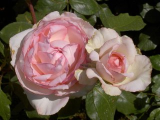 roses_lyonnaises-rose_optimiste