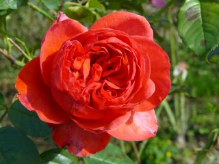 roses_lyonnaises-stephane_bern