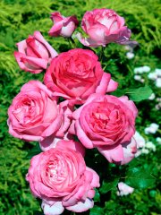 roses_lyonnaises-vol_de_nuit