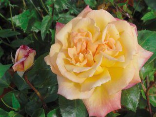 roses_lyonnaises-antigone