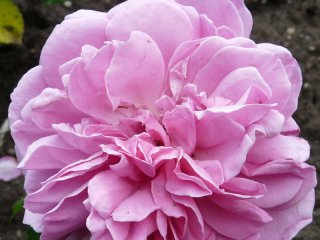 roses_lyonnaises-capitaine_soupa