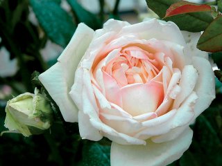 roses_lyonnaises-comtesse_de_cassagne