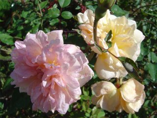roses_lyonnaises-docteur_grill