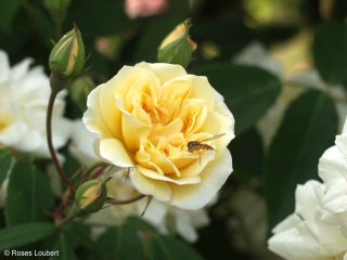 roses_lyonnaises-melle_claire_jacquier