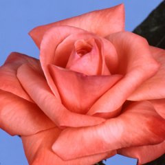 roses_lyonnaises-mme_louis_pradel
