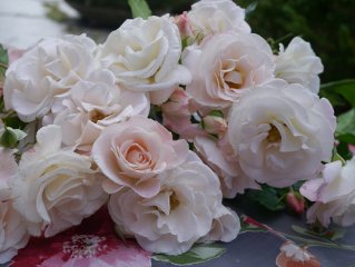 rose-pape-francois
