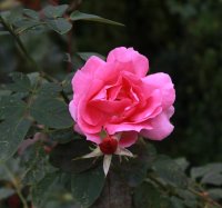 old-blush-cl