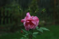 old-blush-cl2
