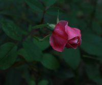 old-blush-cl3