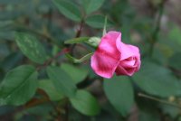 old-blush-cl4