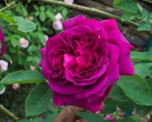 gloire-de-ducher