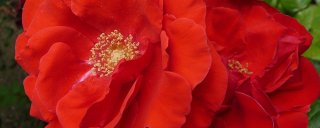 floradiane