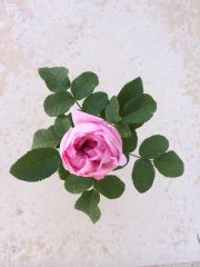 kurky-rose