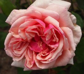 beaute-inconstante-rose
