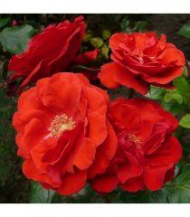floradiane_0