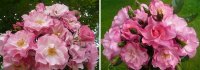 vive-la-rose3