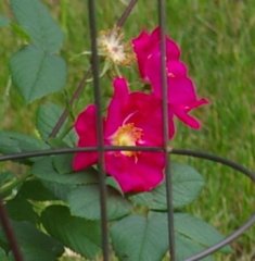 alika-cerise-flagon-hips-east