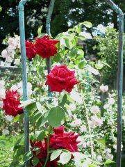 brownell-eveblooming