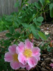 rosa-arkansana-peppermint-2