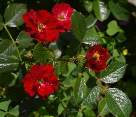 scarlet-moss