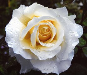 white-licorice