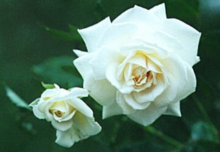 whitecap_0