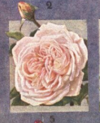 souv-malmaison