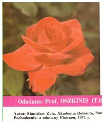 oszkinis