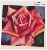 femina