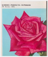 kordes-perfecta-superior