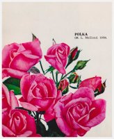 polka-59