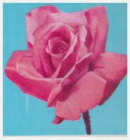 portugal-pink