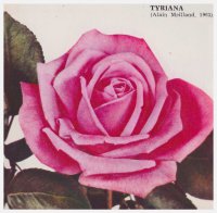 tyriana